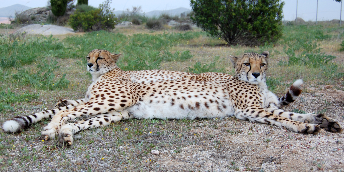 An optical illusion showing two cheetahs blending into their environment, appearing as a single cheetah due to camouflage.